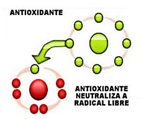 accion-antioxidante
